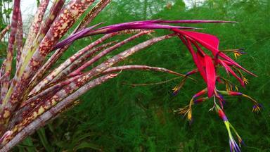 红色的花序热带植物比尔伯格亚桑德西温室机动化的多莉滑块拍摄